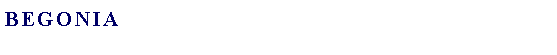 Text Box: Begonia